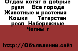 Отдам котят в добрые руки. - Все города Животные и растения » Кошки   . Татарстан респ.,Набережные Челны г.